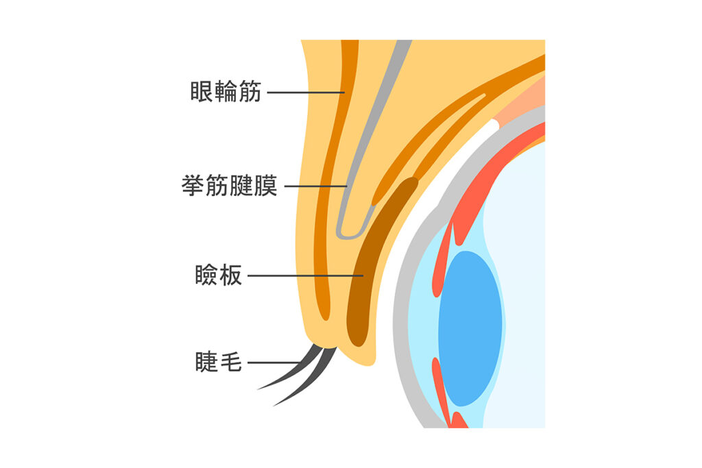 2-1. 【ハム目・ソーセージ目】ライン下がぷっくり膨らむ